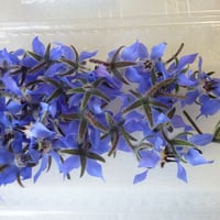 久保田農園　エディフルフラワ－【ポリジ青】30輪入り