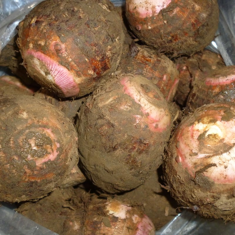 宮崎産 赤芽さといも 5kg | おやさい&フル-ツ 青果仲卸店 あぜた 宮崎産 赤芽さといも 5kg | おやさい&フル-ツ 青果仲卸店 あぜた