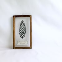 ドイツトウヒの切り絵フレーム