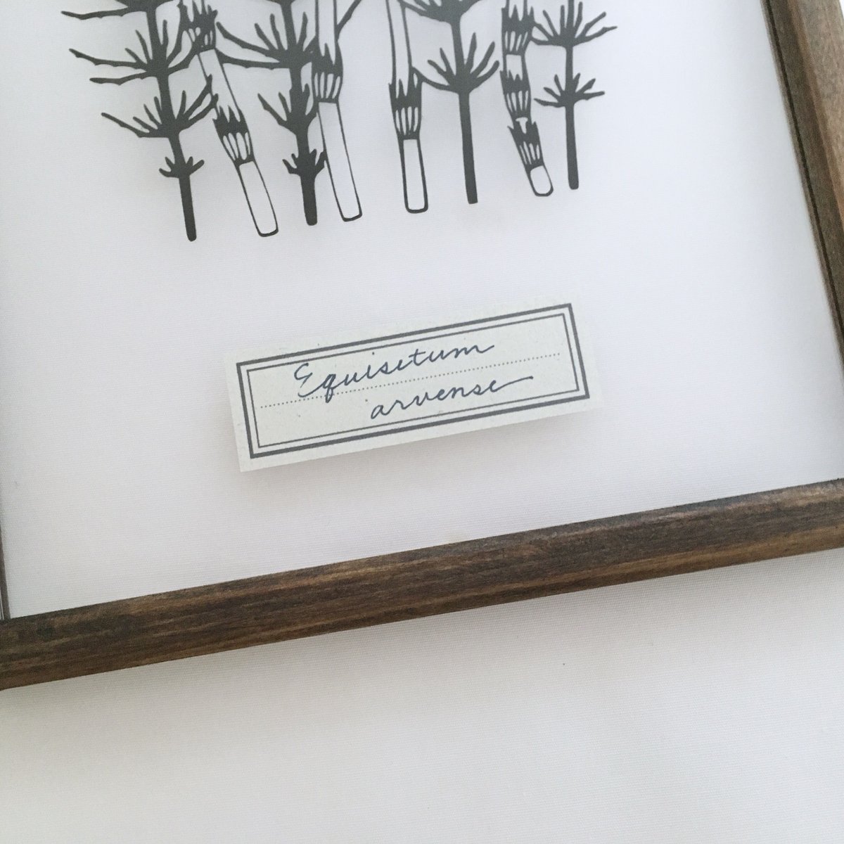 切り絵（フレーム付き) ツクシとスギナの切り絵フレーム | こえだ社