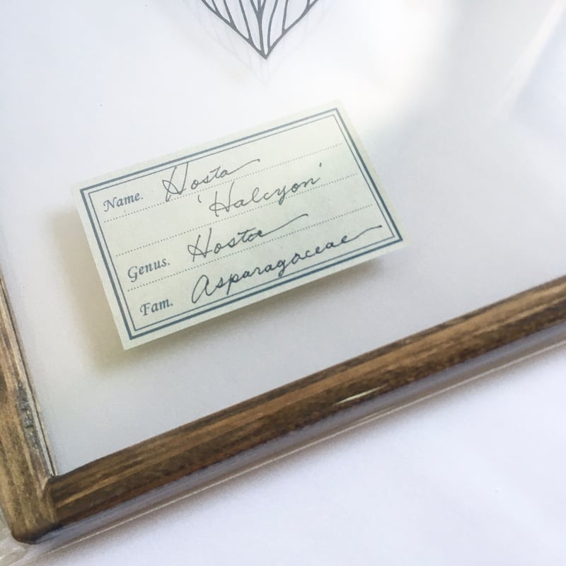 ギボウシの切り絵フレーム | こえだ社