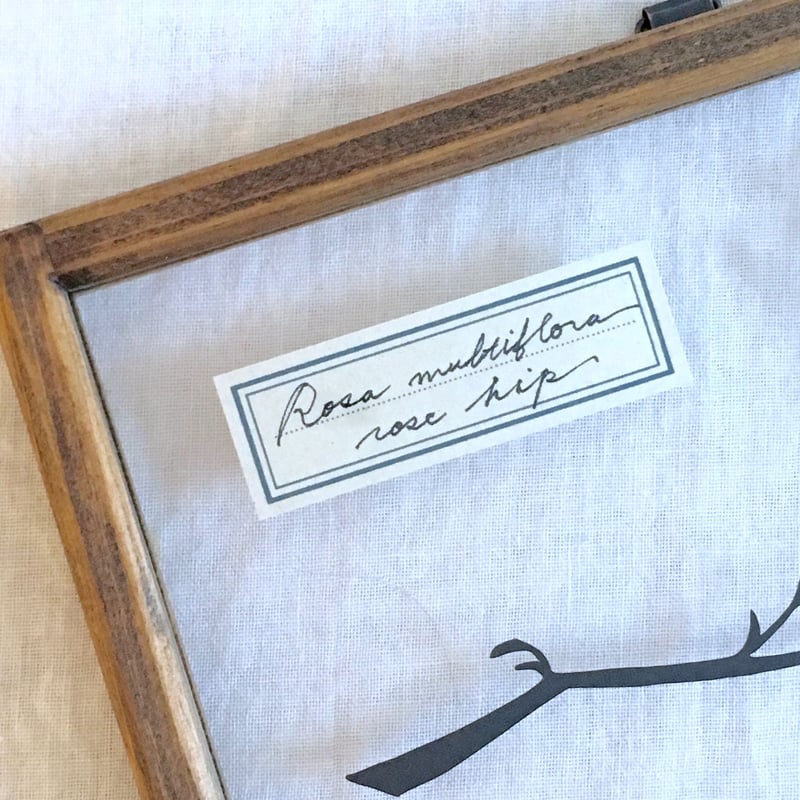 ノイバラの切り絵フレーム | こえだ社