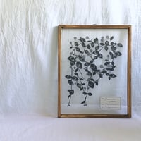 ヒメツルソバの切り絵フレーム