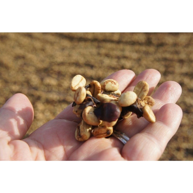 ブラジル 中煎り 200g | Mr.Masa COFFEE