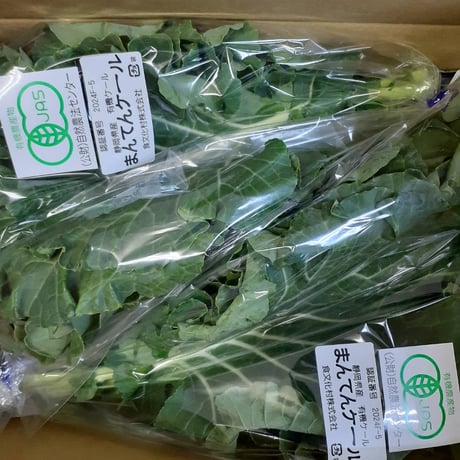 静岡県産 有機JAS認証ケール　約500ｇ