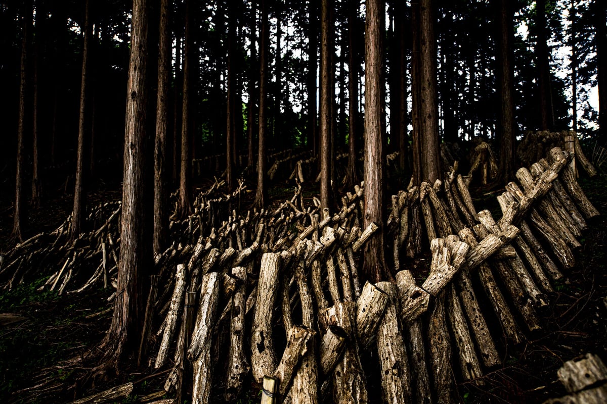 原木栽培 干ししいたけ【スライス】 | 伊豆食文化公園 ONLINE SHOP