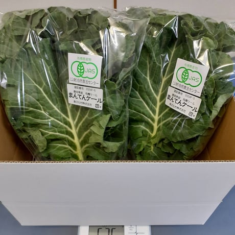 静岡県産 有機JAS認証ケール　約500ｇ