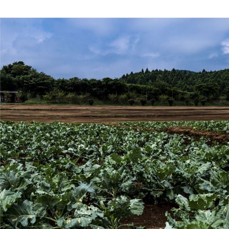静岡県産 有機JAS認証ケール　約500ｇ