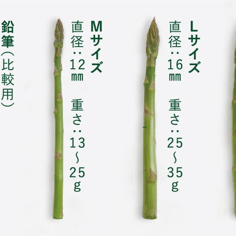 【優品】春風のアスパラ　Ｓ～２Ｌサイズ混合　１ｋｇ