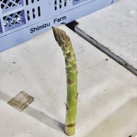 【数量限定】春風のアスパラ　２Ｌ～３Ｌサイズ混合　１ｋｇ