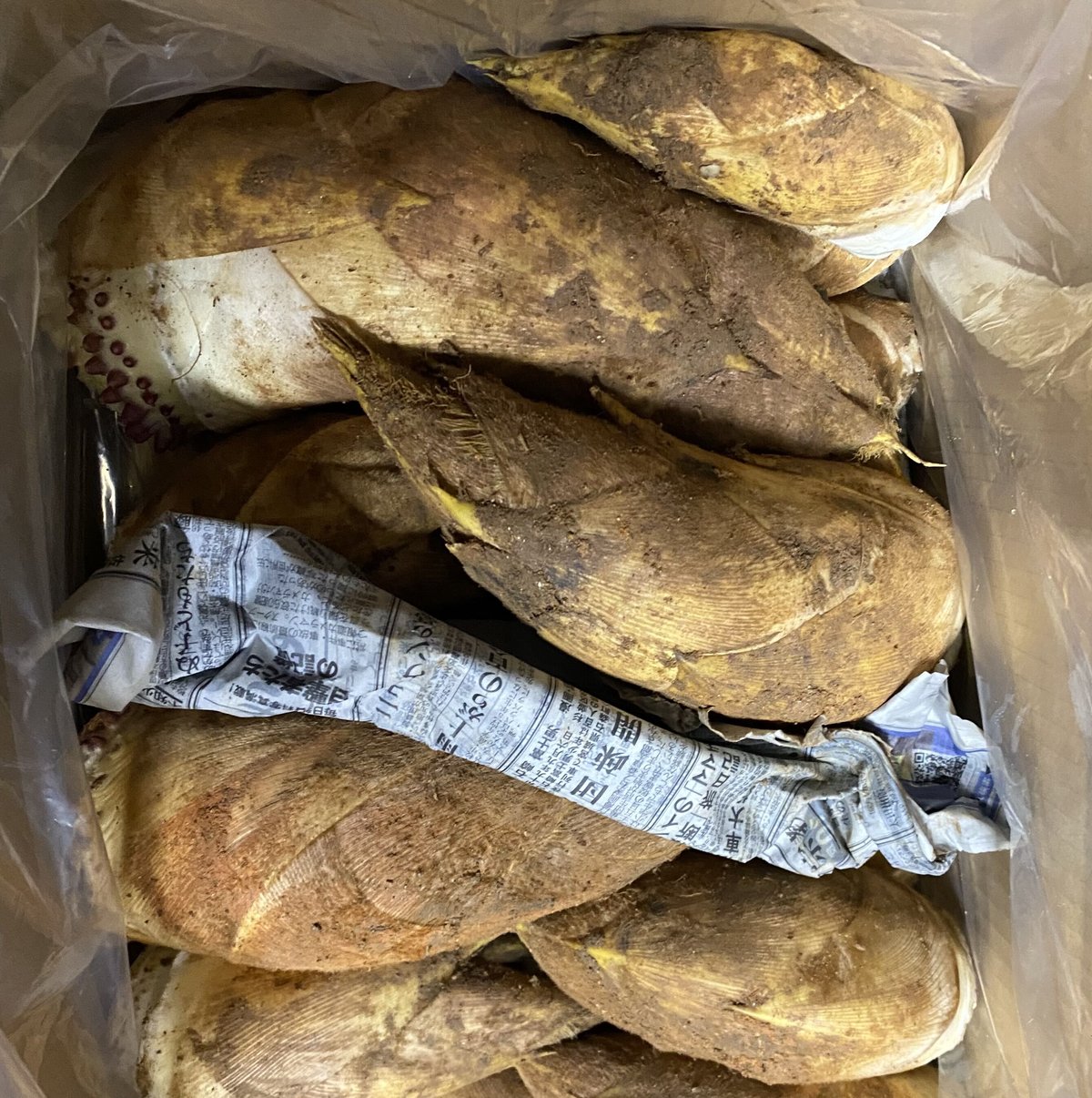 予約販売】ご家庭用 生たけのこ3kg □4月上旬より発送予定 予約販売】ご家庭用 生たけのこ3kg □4月上旬より発送予定