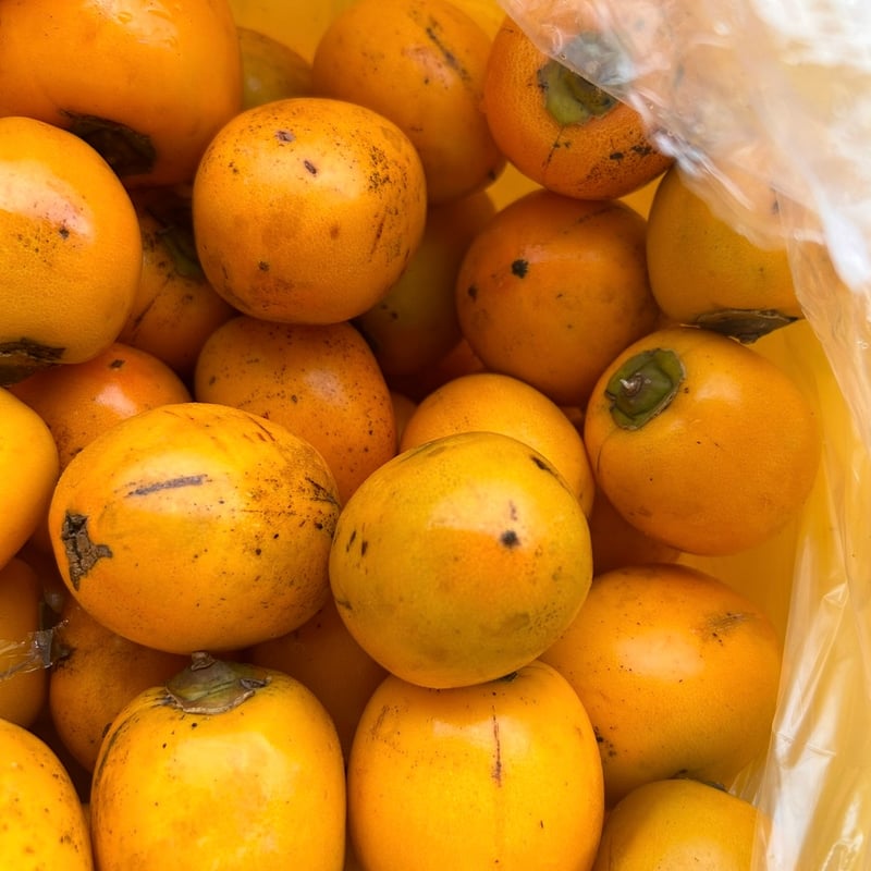 無農薬・化学肥料不使用】西条柿／合わせ柿（5kg） | やまもとたけのこ