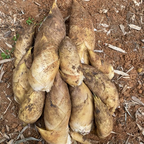 【予約販売】上物 生たけのこ２kg ■３月下旬より発送予定