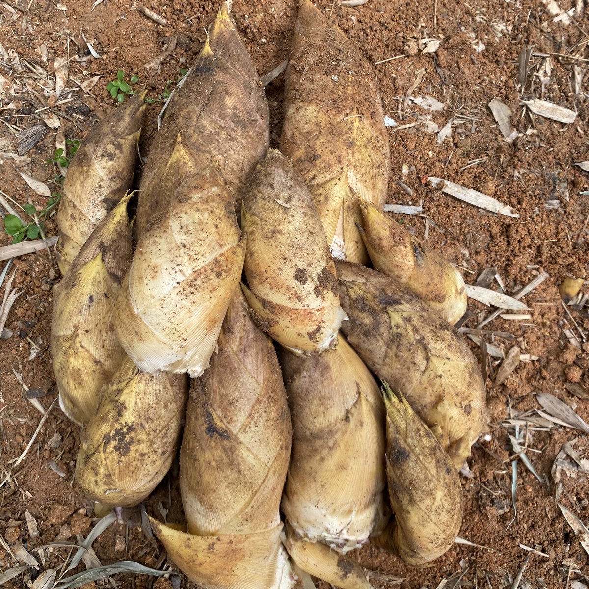 予約販売】上物 生たけのこ2kg □4月上旬より発送予定 | やまもとたけのこ