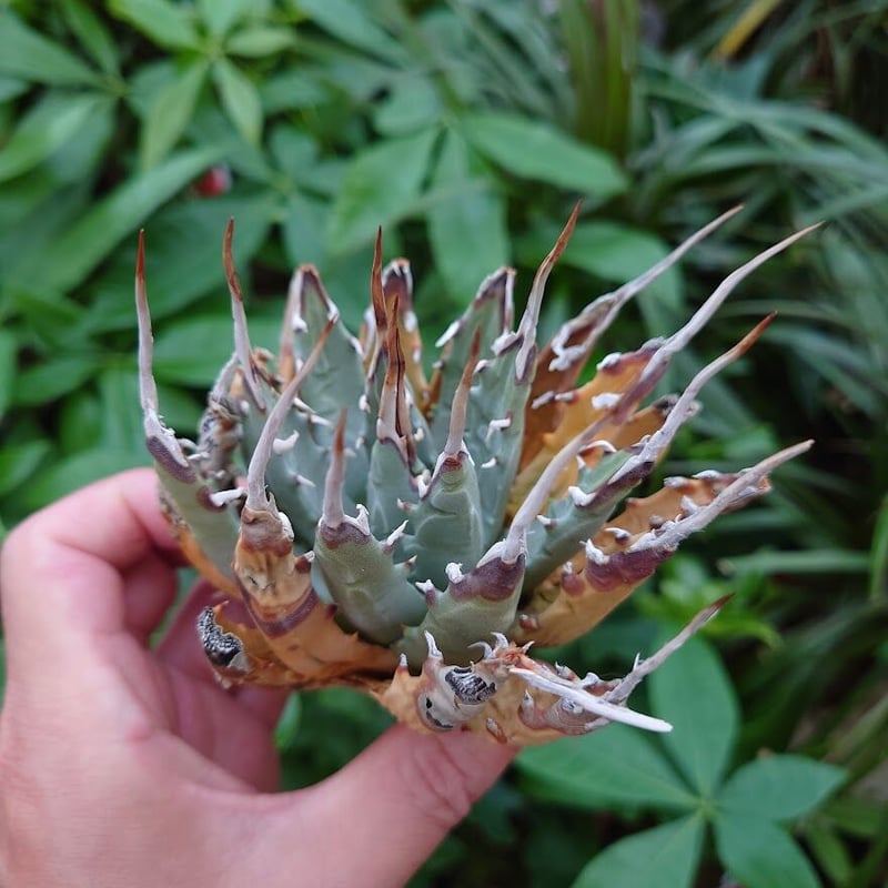 アガベ ユタエンシス ネバデンシス YN8 Agave uthaensis var