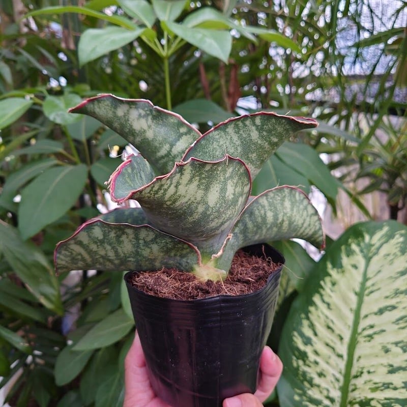 Sansevieria sp. Mafinga Tanzania Dragon Wing サン