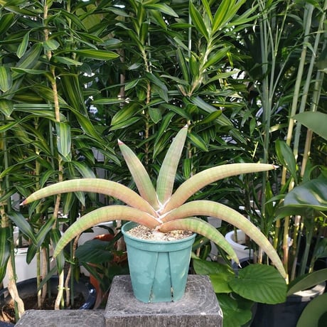 サンセベリア プフィステリ SANSEVIERIA PFISTERII