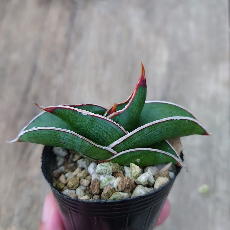 Sansevieria rorida サンスベリア ロリダ 1 | My-Favthings