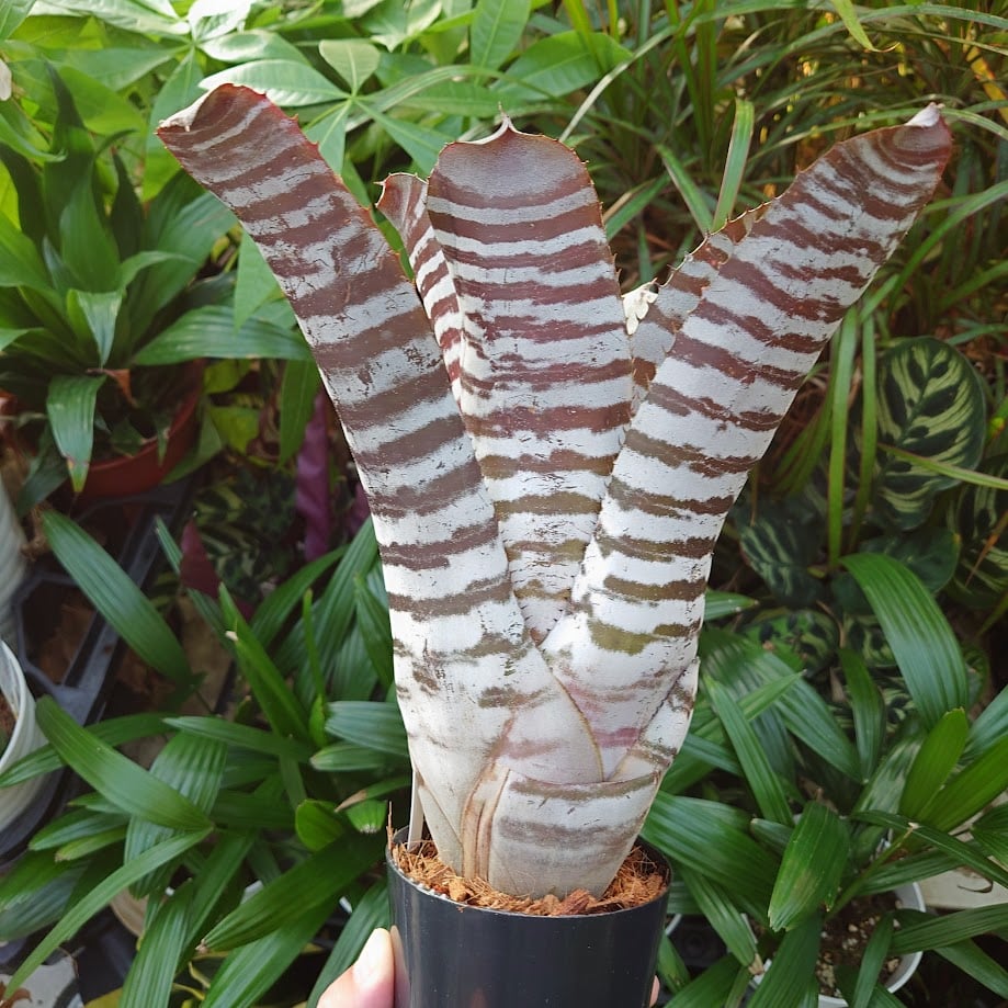 ブロメリア・エアープランツ Aechmea Black Ice variegated Aechmea Black Ice variegated ブロメリア・エアープランツ Aechmea