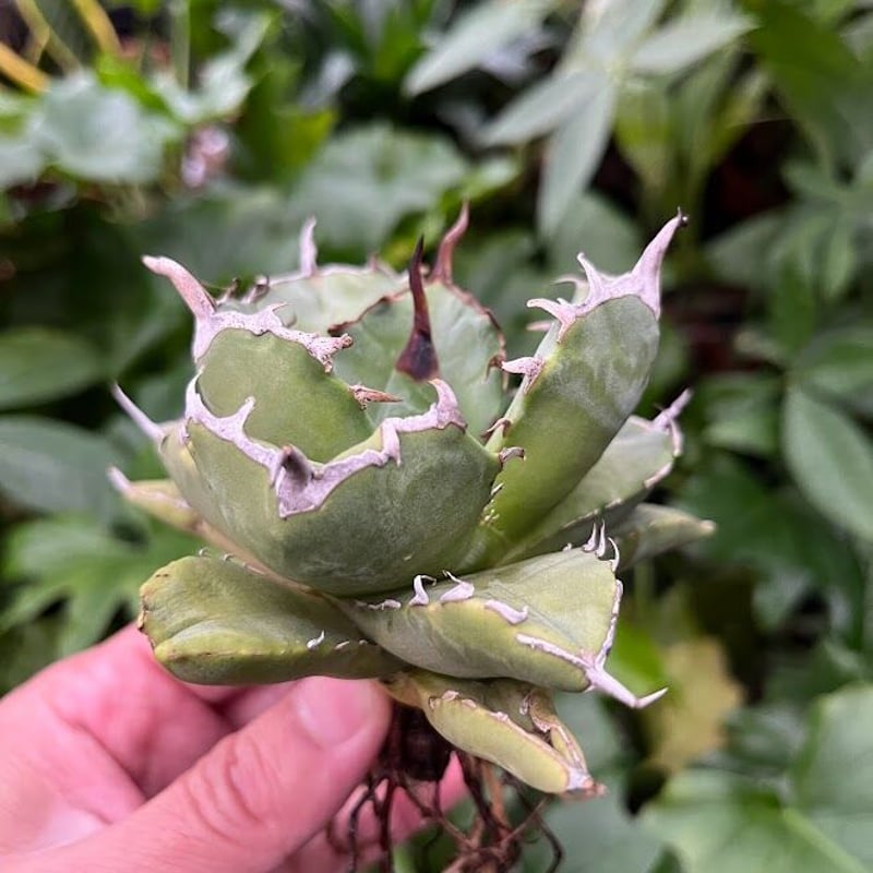 アガベ チタノタ アザラシ 海豹 CS2 agave titanota Compacta 'S