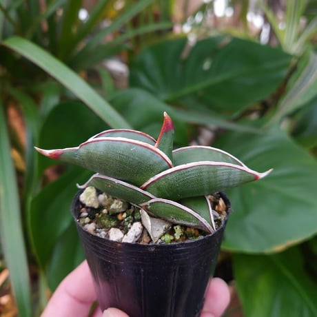 Sansevieria rorida サンスベリア ロリダ 2