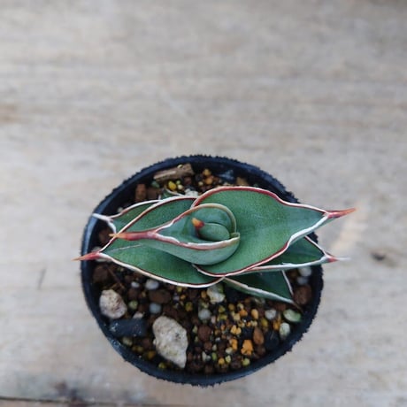 Sansevieria rorida サンスベリア ロリダ R5