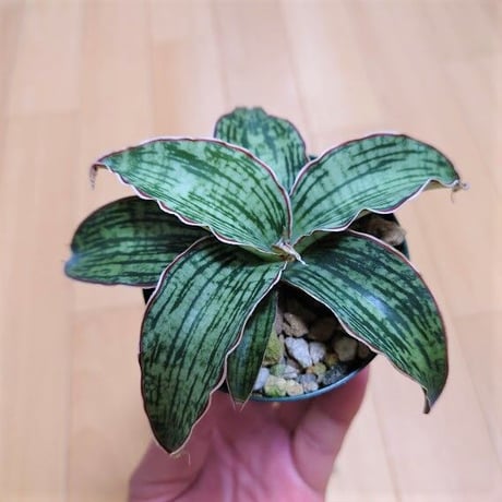 サンスベリア クレオパトラ 2 Sansevieria Cleopatra hyb