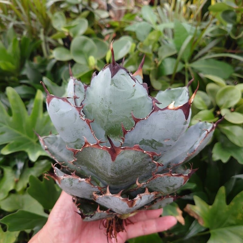 純正直送 アガベチタノタ Agave titanota ブラックアンドブルー USA産