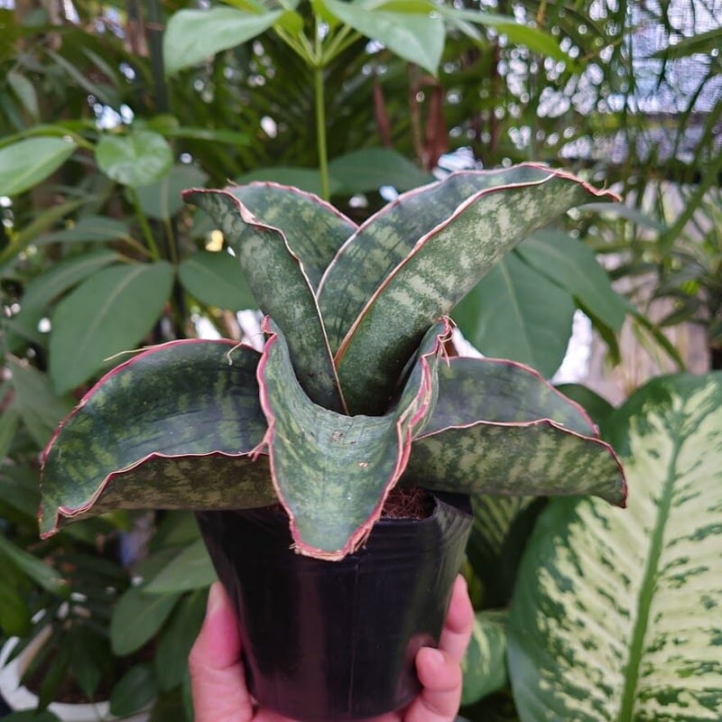 Sansevieria sp. Mafinga Tanzania Dragon Wing サン