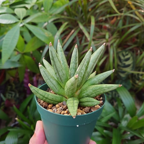サンスベリア ヘッジホッグ 1 Sansevieria Hedgehog