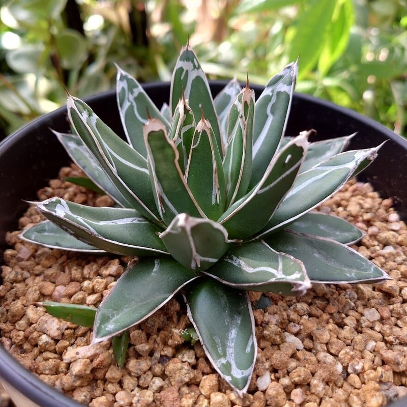 アガベ 笹の雪 5 Agave victoriae reginae 子株4付 | My-Fav...