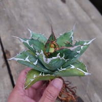 アガベ チタノタ ソーラーエクリプス 1 Agave titanota solareclipse
