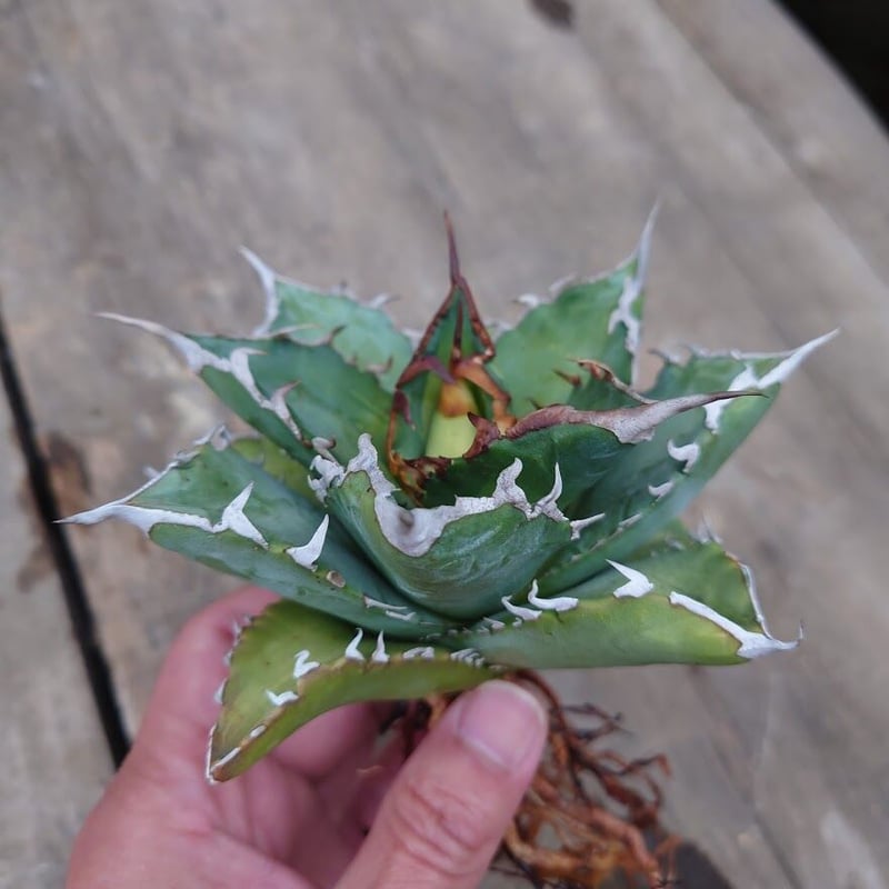 アガベ チタノタ ソーラーエクリプス 1 Agave titanota solareclips...