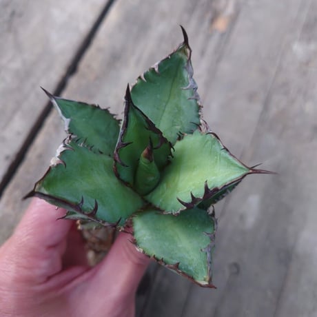 アガベ チタノタ 黒炎 黒火焔巌龍 5 Agave titanota black flame/fire