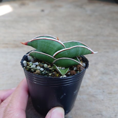 Sansevieria rorida サンスベリア ロリダ R9