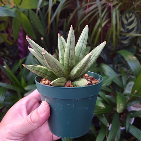 サンスベリア ヘッジホッグ 4 Sansevieria Hedgehog