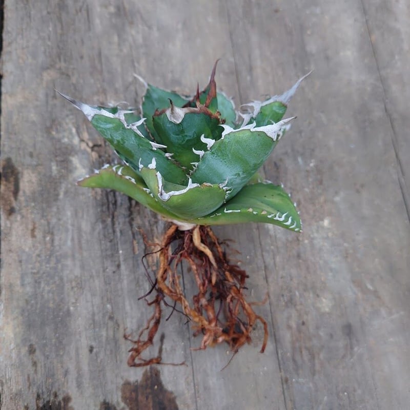 アガベ チタノタ ソーラーエクリプス 1 Agave titanota solareclips...