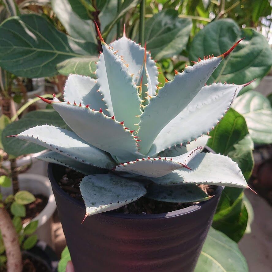 アガベ ピグマエア ドラゴントゥース Agave pygmaea Dragontoes | M