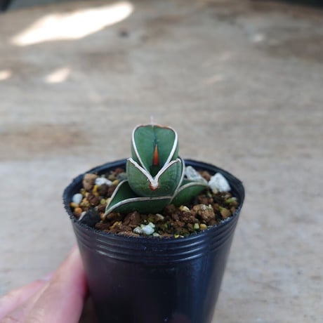 Sansevieria rorida サンスベリア ロリダ R2