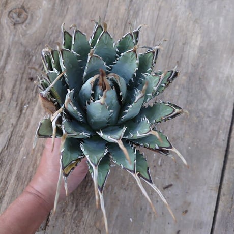 アガベ ユタエンシス ネバデンシス 1 Agave uthaensis var. nevadensis