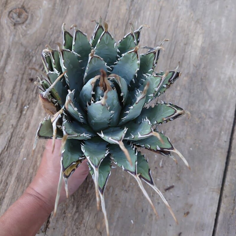 【子株】アガベ ハイブリッド ネバデンシス×ブラック&ブルー① アガベ ユタエンシス ネバデンシス 1 Agave uthaensis var. nevade