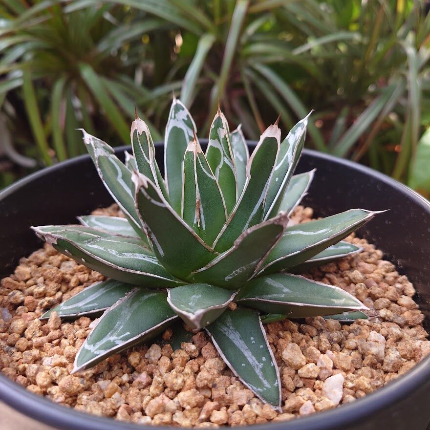 アガベ 笹の雪 1 Agave victoriae reginae | My-Favthings