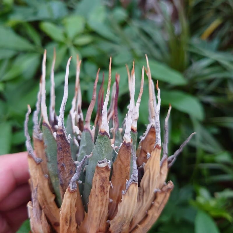 アガベ ユタエンシス ネバデンシス YN5 Agave uthaensis var. neva