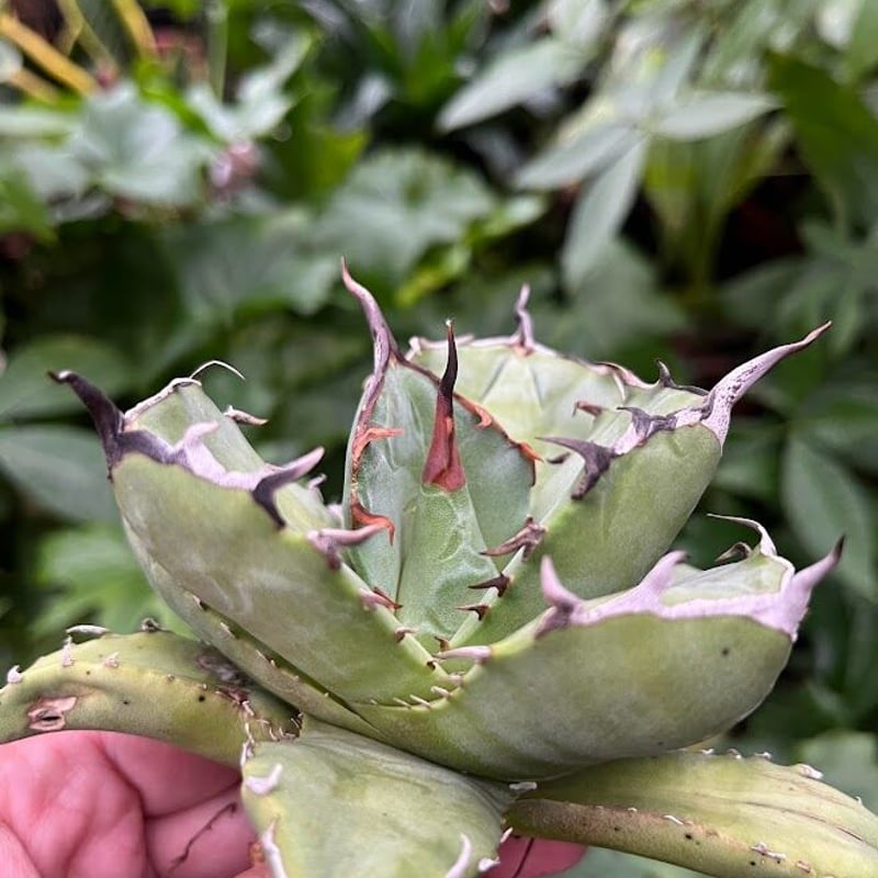 アガベ チタノタ アザラシ 海豹 CS4 agave titanota Compacta 'S