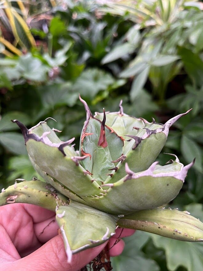 アガベ　チタノタ　海豹　アザラシ アガベ チタノタ アザラシ 海豹 CS4 agave titanota Compacta