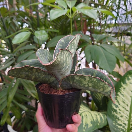 Sansevieria sp. Mafinga Tanzania Dragon Wing サンスベリア ドラゴンウィング LL2