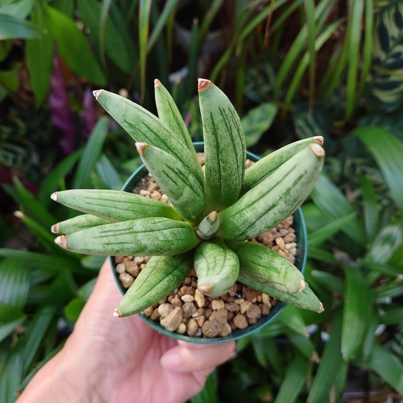 サンスベリア ヘッジホック サンスベリア ヘッジホッグ 2 Sansevieria Hedgehog | My-Favth