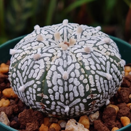 アストロフィツム スーパー兜 Vタイプ 1 Astrophytum asterias cv 'Super Kabuto' V