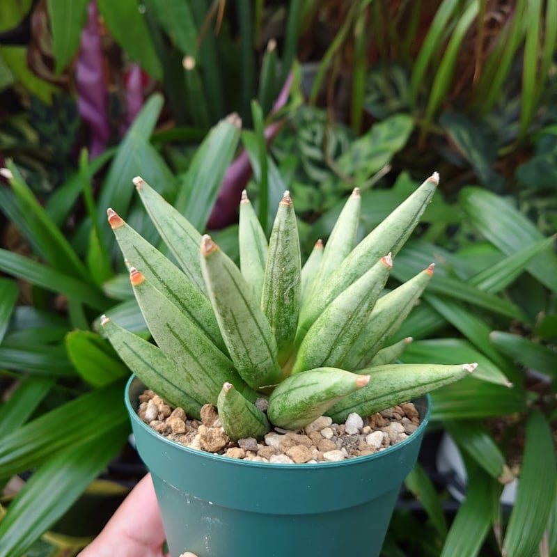 サンスベリア ヘッジホッグ 3 Sansevieria Hedgehog | My-Favth