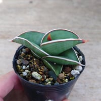 Sansevieria rorida サンスベリア ロリダ R9